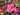Camelia Sasanqua Piramide H 180/200 CM Vaso 45 - fioritura - Vivaio Garden Forest (48048001)