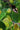 Carissa Grandiflora (Susino Del Natal) Vaso 24 - fogliame - Vivaio Garden Forest