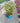 Caryopteris Clandonensis (Barba Blu) Vaso 18 - Vivaio Garden Forest (48283762)