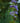 Caryopteris Clandonensis (Barba Blu) Vaso 18 - fioritura - Vivaio Garden Forest (48283763)