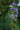 Caryopteris Clandonensis (Barba Blu) Vaso 18 - fioritura - Vivaio Garden Forest