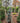 Cedro Atlantica Glauca (Cedrus Atlantica Glauca) Vaso 40 - Vivaio Garden Forest (48283773)