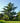 Cedro Atlantica Glauca (Cedrus Atlantica Glauca) Vaso 40 - pianta adulta - Vivaio Garden Forest (48283770)