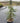 Cedrus Deodara Feelin Blue Vaso 24 - Vivaio Garden Forest (47844260)