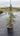 Cedrus Deodara Feelin Blue Vaso 24 - Vivaio Garden Forest (47844260)