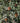 Cedro Deodara (Cedro Dell'himalaya) Vaso 45 - frutti - Vivaio Garden Forest (48283778)
