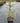 Cedrus Deodara Vaso 24 - Vivaio Garden Forest (47844261)