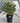 Chamaerops Humilis Vaso 35 - Vivaio Garden Forest (47844263)