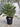 Chamaerops Humilis Vaso 35 - Vivaio Garden Forest (47844263)