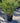 Chamaerops Humilis Vaso 40 Lt 25 E Q - Vivaio Garden Forest (47844264)