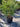 Chamaerops Humilis Vaso 40 Lt 25 E Q - Vivaio Garden Forest (47844264)