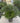 Chamaerops Humilis Vaso 40 Multitronco H Tr 20 30 - Vivaio Garden Forest (47844265)