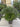Chamaerops Humilis Vaso 40 Multitronco H Tr 20 30 - Vivaio Garden Forest (47844265)