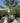 Chamaerops Humilis Vaso 60 H Tr 60 80 Lt 90 - Vivaio Garden Forest (47844266)