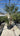 Chamaerops Humilis Vaso 60 H Tr 60 80 Lt 90 - Vivaio Garden Forest (47844266)