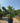 Chamaerops Humilis Vaso 60 Lt 90 - Vivaio Garden Forest