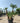 Chamaerops Humilis Vaso 70 H Tr 90 110 Lt 130 - Vivaio Garden Forest