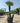 Chamaerops Humilis Vaso 70 Lt 130 - Vivaio Garden Forest