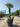Chamaerops Humilis Vaso 70 Lt 130 - Vivaio Garden Forest