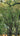 Cinnamomum Canphora (Albero Della Canfora) Vaso 18 - pianta adulta - Vivaio Garden Forest (48048014)