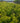 Cinnamomum Camphora Cesp 24 Lt 7 - Vivaio Garden Forest (48283784)
