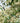 Cinnamomum Canphora (Albero Della Canfora) Vaso 18 - fioritura - Vivaio Garden Forest (48048013)