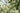 Cinnamomum Canphora (Albero Della Canfora) Vaso 18 - fioritura - Vivaio Garden Forest (48048013)