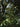 Cinnamomum Canphora (Albero Della Canfora) Vaso 18 - fogliame - Vivaio Garden Forest (48048015)