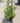Cinnamomum Canphora (Albero Della Canfora) Vaso 18 - Vivaio Garden Forest (48048012)