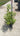 Cinnamomum Canphora (Albero Della Canfora) Vaso 18 - Vivaio Garden Forest (48048012)
