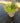 Cistus Monspeliensis Cesp 24 - Vivaio Garden Forest (48283786)