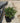 Cistus Purpureus Cesp 24 - Vivaio Garden Forest (48283787)