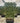 Citrus Limon Limone Spall 80 Cassetta - Vivaio Garden Forest (48283789)
