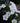Convolvulus Cneorum (Vilucchio Argenteo) Vaso 18 - fioritura - Vivaio Garden Forest (48048019)