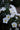 Convolvulus Cneorum (Vilucchio Argenteo) Vaso 18 - fioritura - Vivaio Garden Forest (48048019)