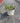 Convolvulus Cneorum (Vilucchio Argenteo) Vaso 18 - Vivaio Garden Forest (48048018)
