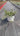 Convolvulus Cneorum (Vilucchio Argenteo) Vaso 18 - Vivaio Garden Forest (48048018)