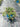 Convolvulus Mauritanicus (Vilucchio Azzurro) Blu Vaso 18 - Vivaio Garden Forest (48048022)