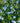 Convolvulus Mauritanicus (Vilucchio Azzurro) Blu Vaso 18 - fioritura - Vivaio Garden Forest (48048023)
