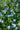 Convolvulus Mauritanicus (Vilucchio Azzurro) Blu Vaso 18 - fioritura - Vivaio Garden Forest (48048023)