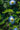 Convolvulus Mauritanicus (Vilucchio Azzurro) Blu Vaso 18 - fogliame - Vivaio Garden Forest (48048025)