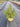 Coprosma Lemon And Lime Vaso 18 - Vivaio Garden Forest (48048029)