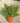 Coprosma Lemon And Lime Vaso 24 - Vivaio Garden Forest (48048033)