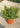 Coprosma Lemon And Lime Vaso 24 - Vivaio Garden Forest (48048033)