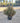 Coprosma Pacific Dawn Vaso 30 - Vivaio Garden Forest (48048048)