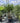 Cordyline Australis Multitronco 60 Lt 90 - Vivaio Garden Forest (47844267)
