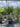 Cordyline Australis Multitronco 60 Lt 90 - Vivaio Garden Forest (47844267)