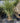 Cordyline Australis Multitronco 70 Lt 130 - Vivaio Garden Forest (47844268)