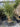 Cordyline Australis Multitronco 70 Lt 130 - Vivaio Garden Forest (47844268)