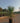 Cordyline Australis Vaso 40 - Vivaio Garden Forest (47844269)